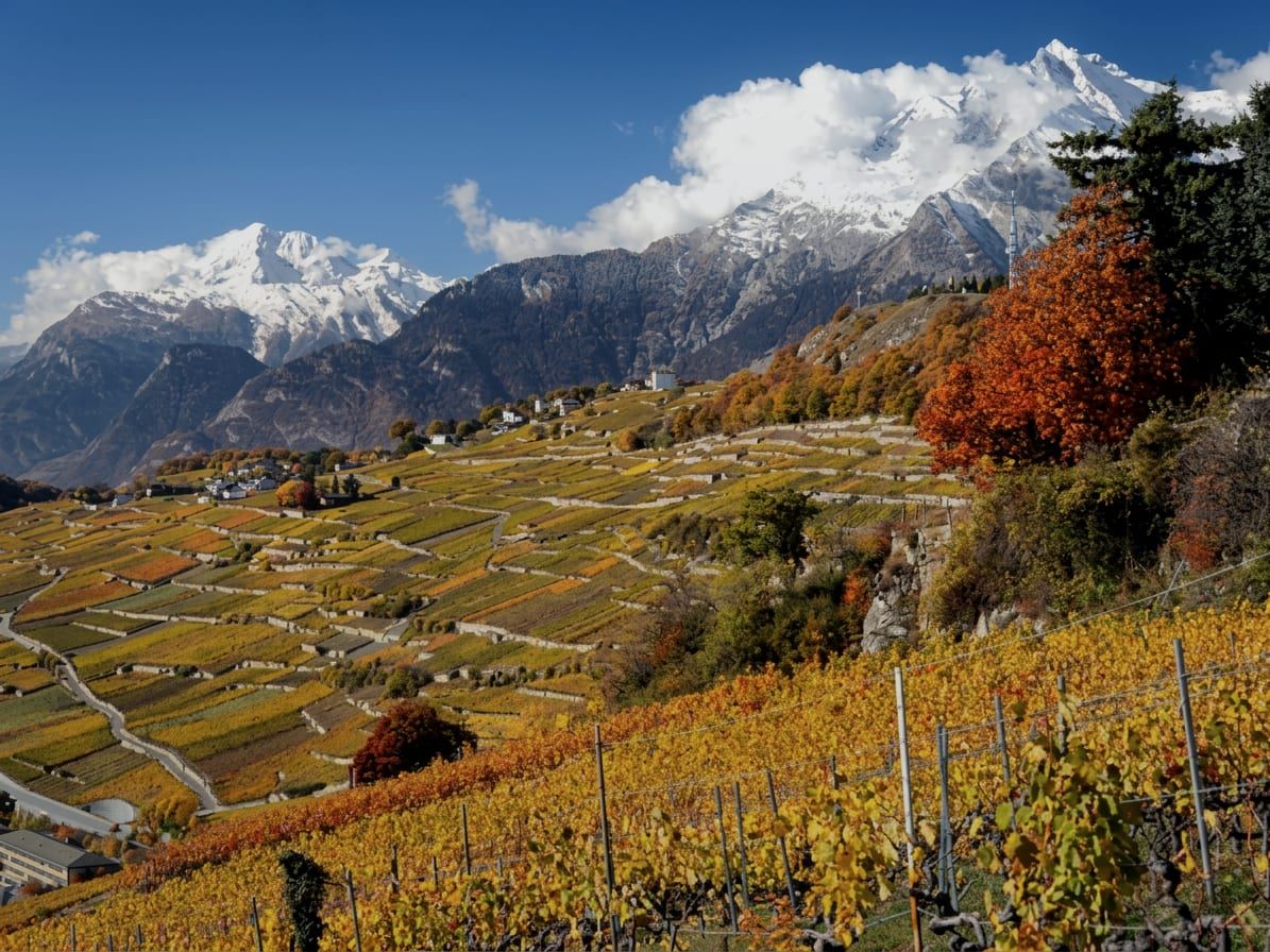Vignes en terrasses aux feuilles jaunes et rousses, avec des sommets enneigés au fond de la vallée du Rhône